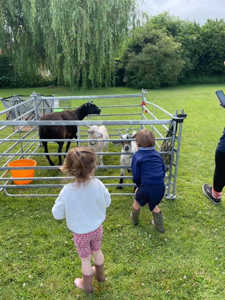A group of children are standing in a field looking at goats behind a fence.