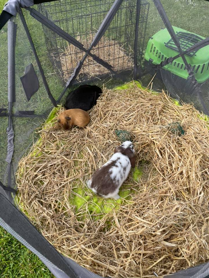 Three guinea pigs are sitting in a cage filled with hay.