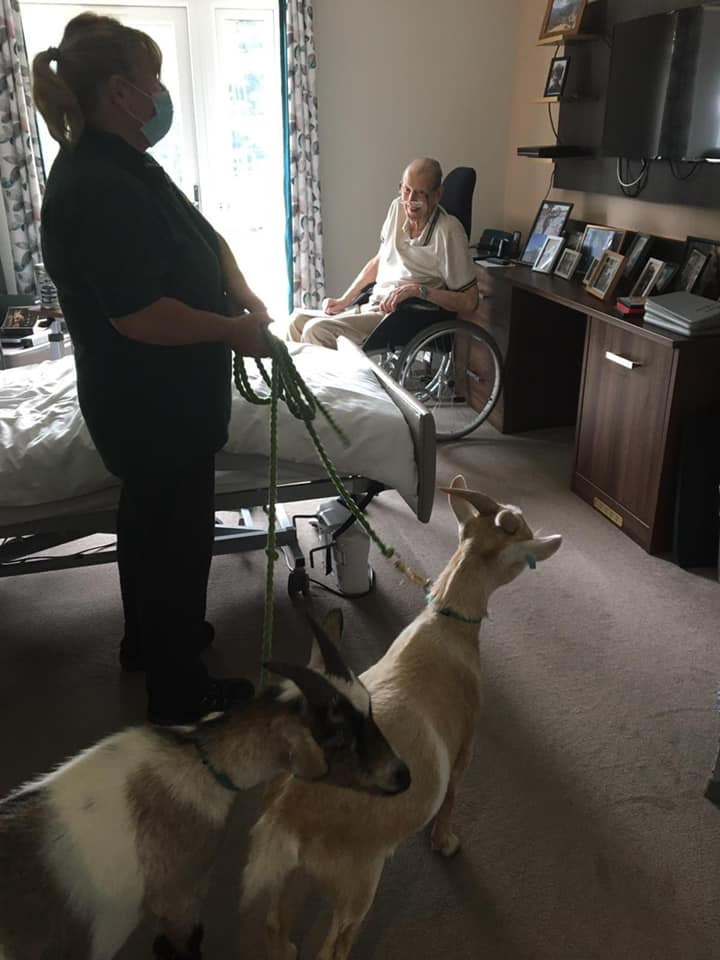A woman in a mask is standing next to a man in a wheelchair and two goats.