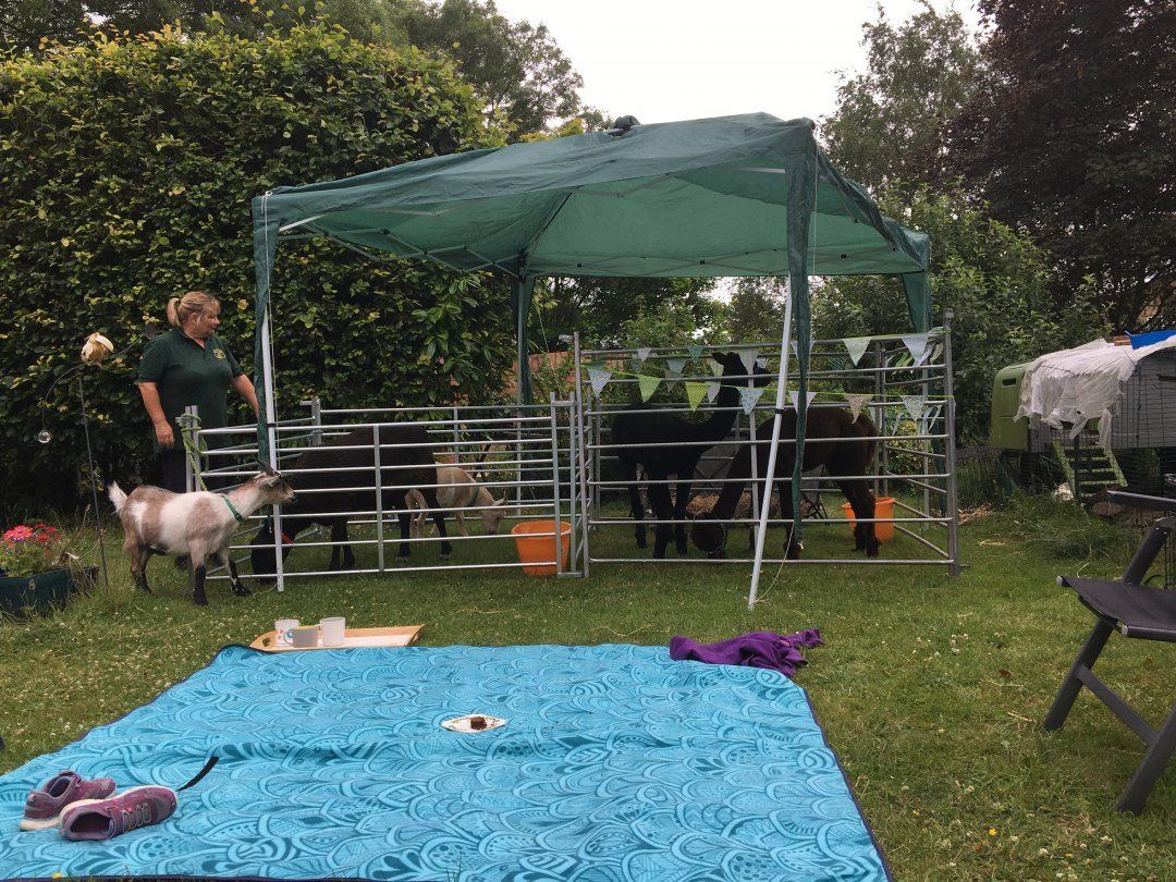 A group of goats are standing under a tent in a yard.