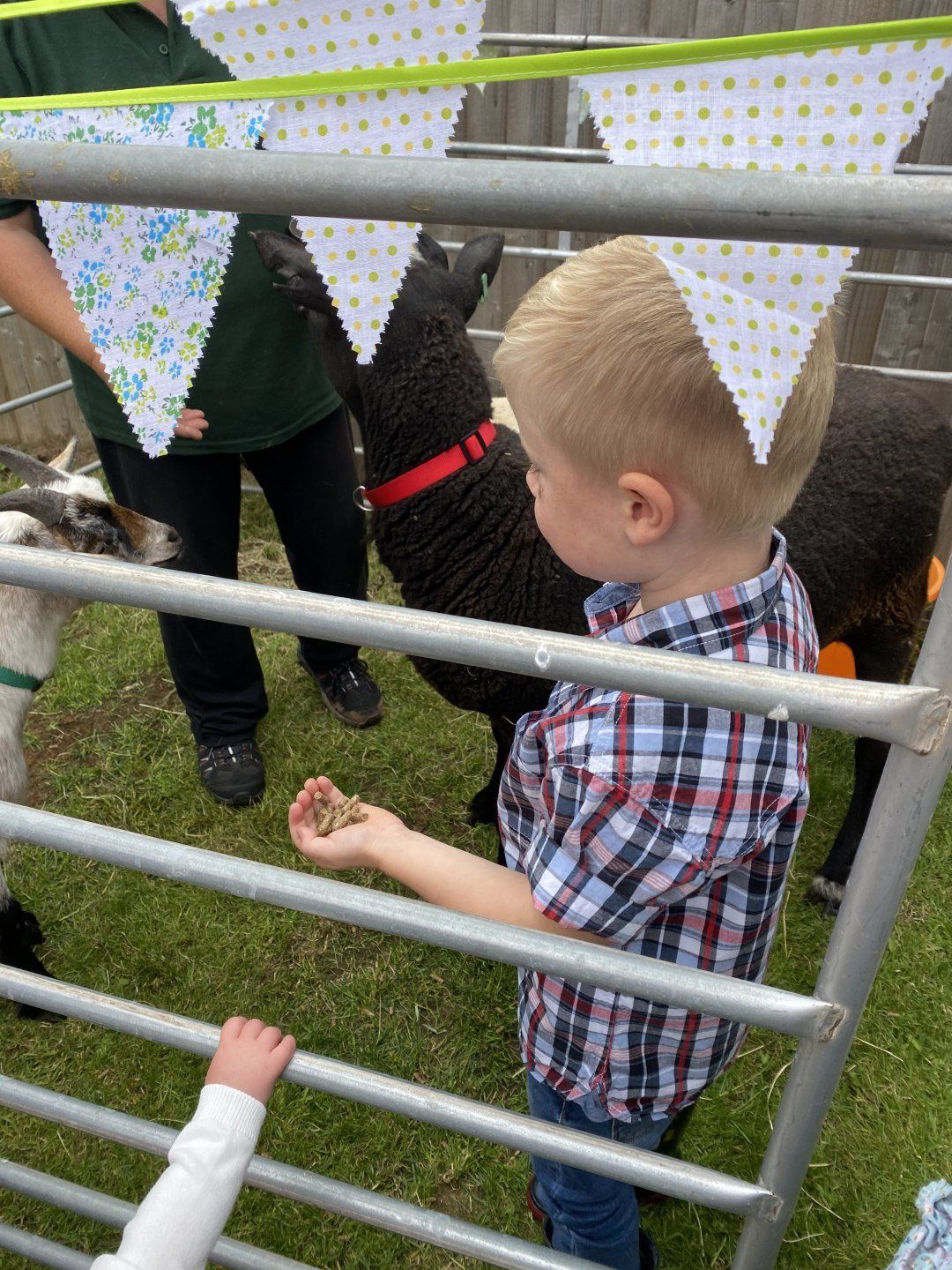 A young boy is feeding a sheep through a fence.