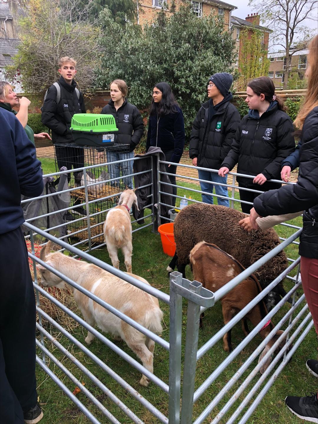 A group of people are standing around a fence with sheep in it.