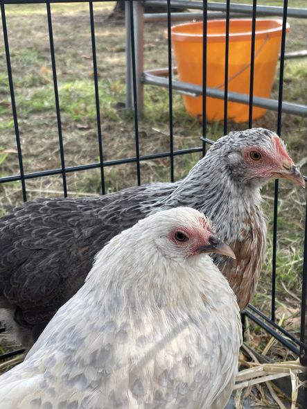 Two chickens are standing next to each other in a cage.