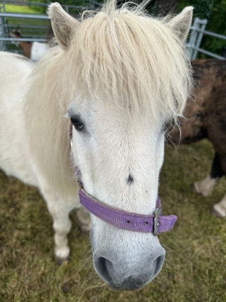 Two miniature horses are standing next to each other on a gravel road.