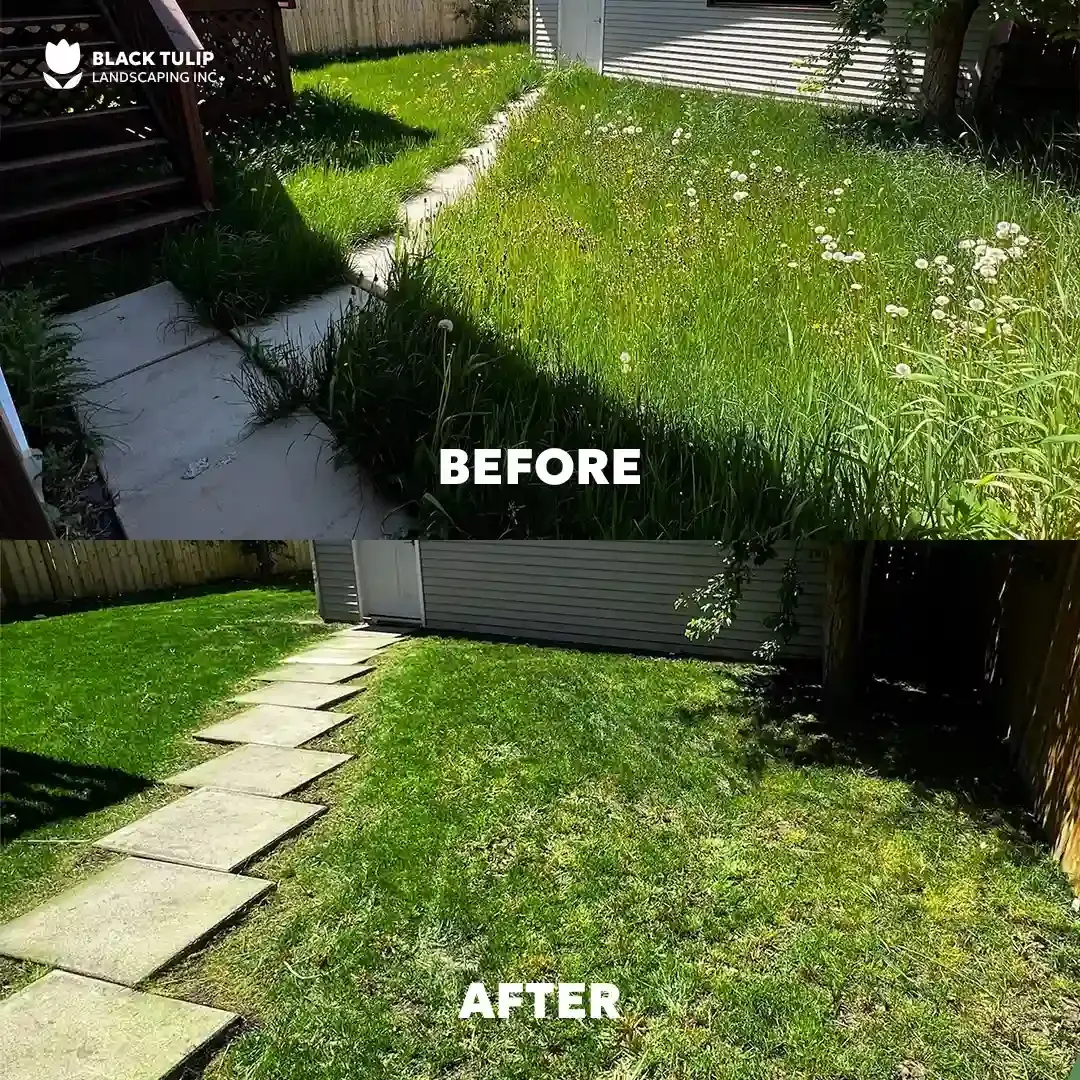 Before-and-after of a backyard. The top shows overgrown weeds and the bottom shows a neatly mowed lawn and trimmed walkway.