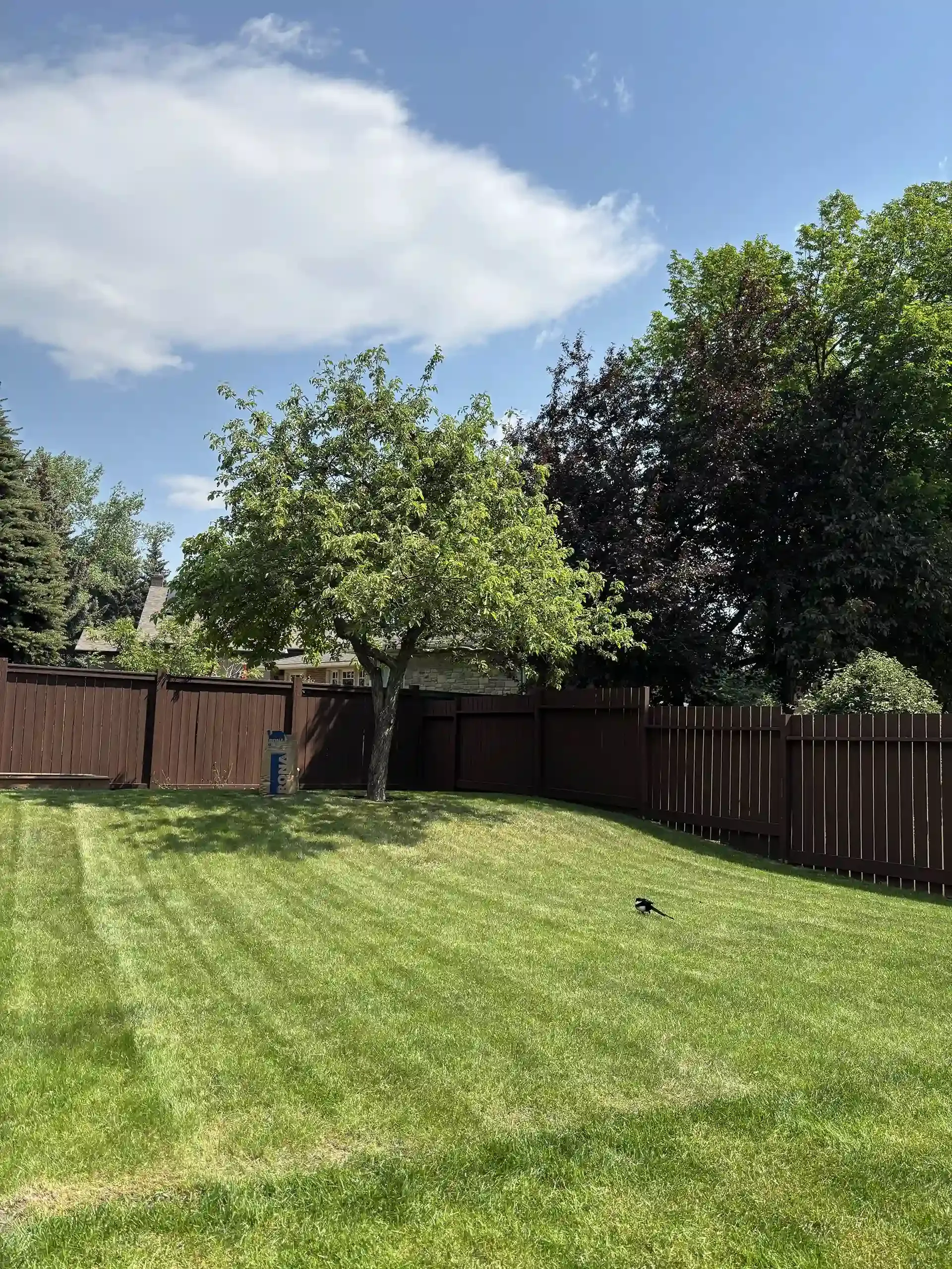 A backyard with a green lawn, brown fence, and a tree under a blue sky with white clouds.