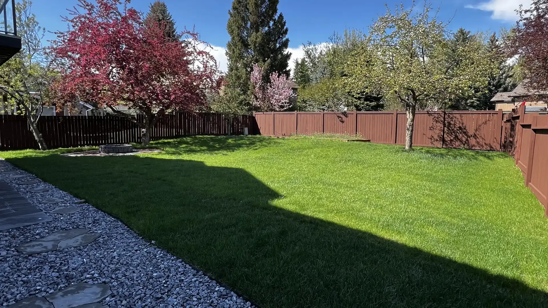 A lush green backyard with a brown fence and blossoming pink trees under a blue sky.
