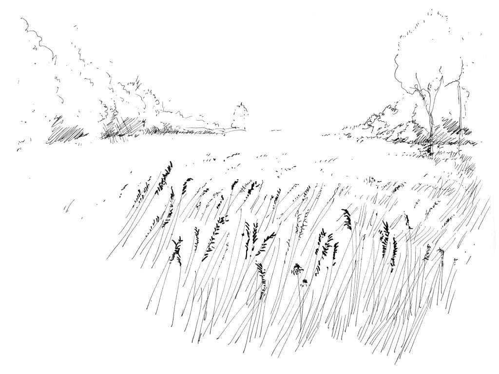 A field of tall grass with trees in the background, possibly a landscape drawing.