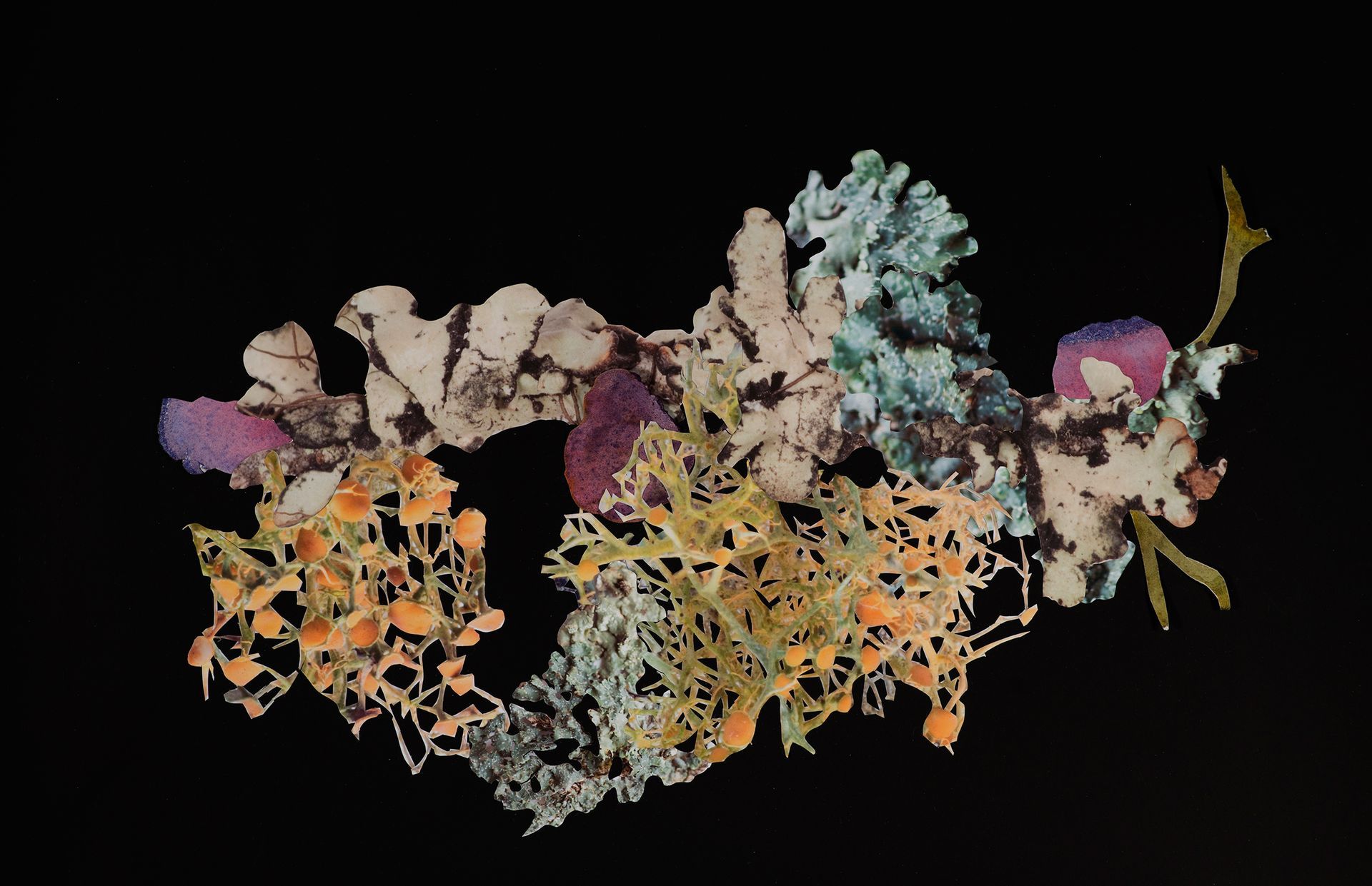 A close up of a colorful coral reef on a black background.