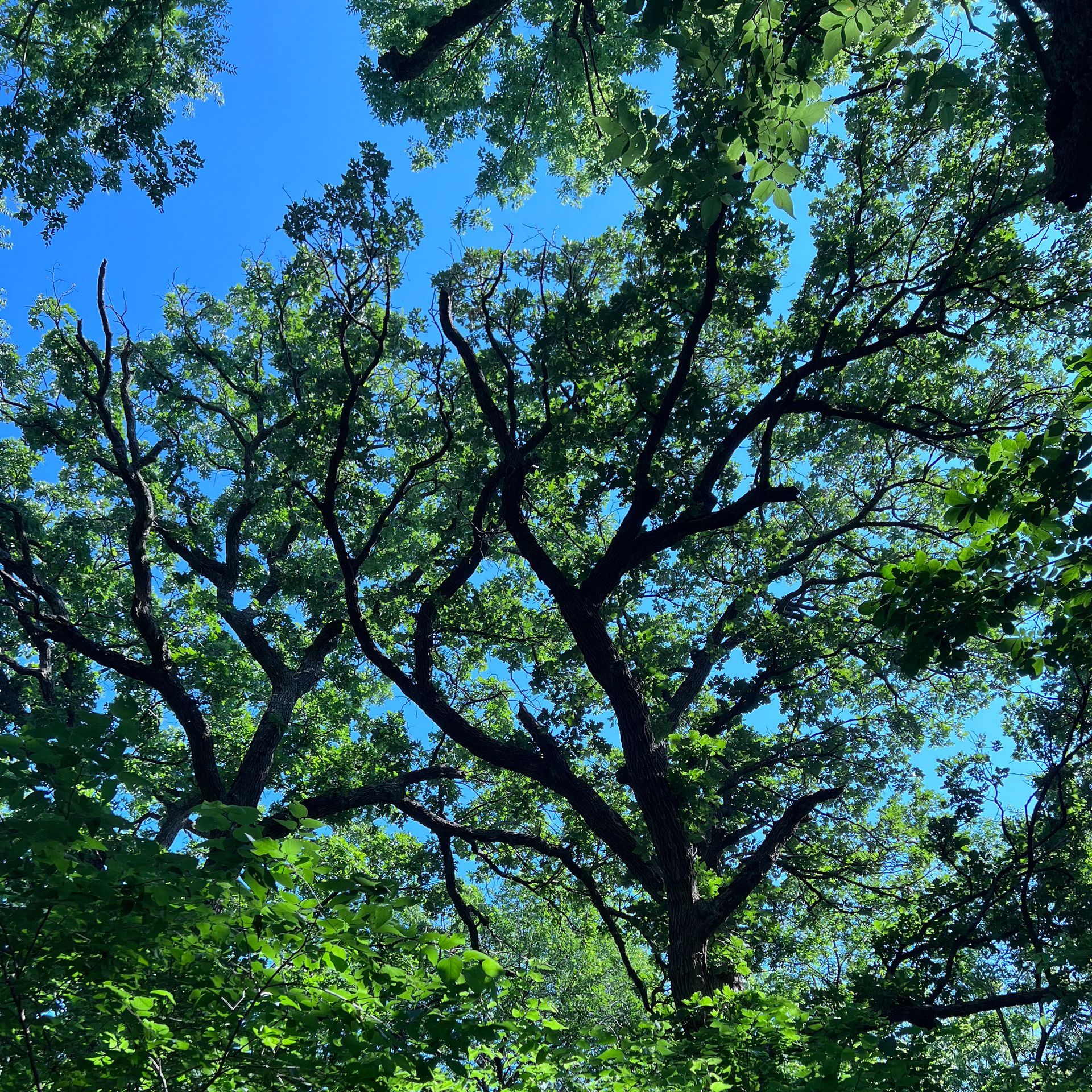 Trees with green leaves against a blue sky. Sunlight filters through the foliage.