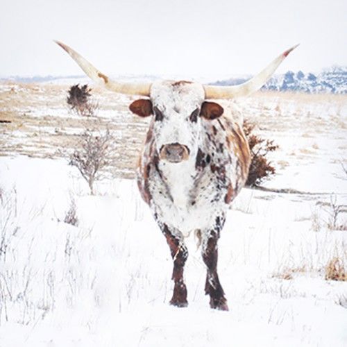 A longhorn cow is standing in the snow in a field.