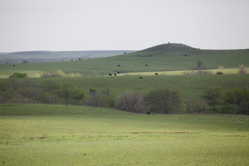 Green prairie landscape with cattle grazing, cloudy sky.