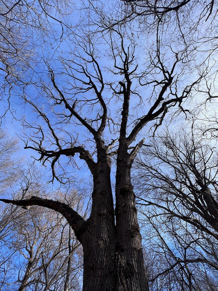 Bare tree reaching towards a blue sky, branches silhouetted, forest setting.