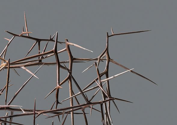 A bunch of thorns are against a gray background