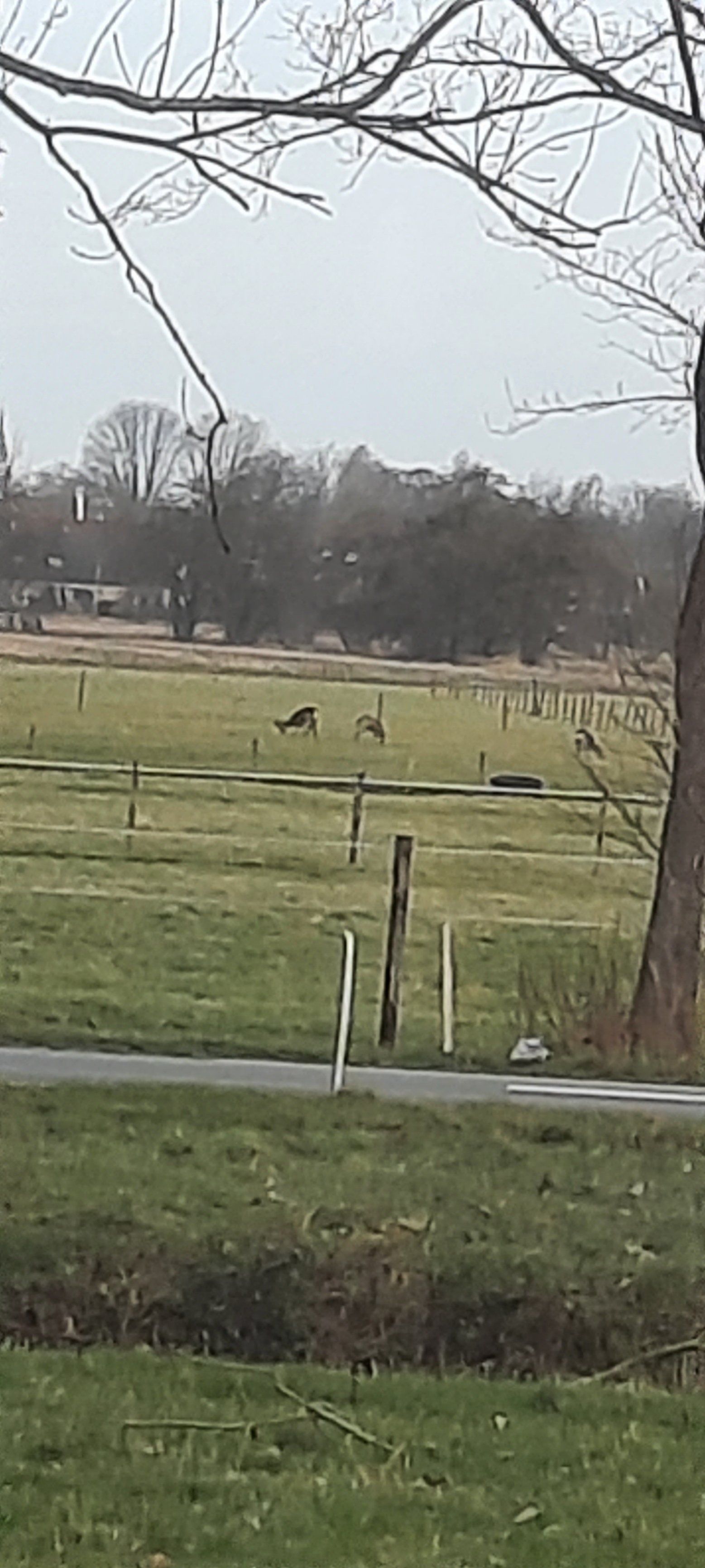 Een uitgestrekt grasveld met meerdere herten die grazen langs een weg onder een bewolkte hemel.