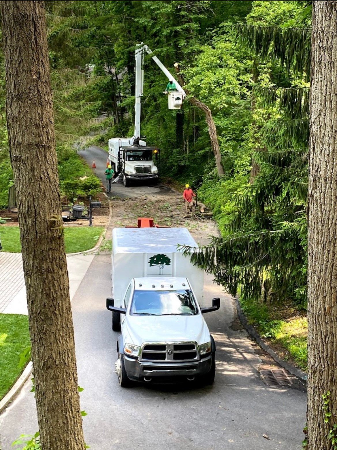 Boone Tree Experts Tree Services in Boone, NC