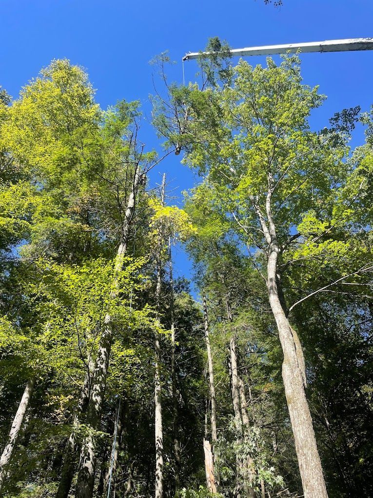 tree removal near me
