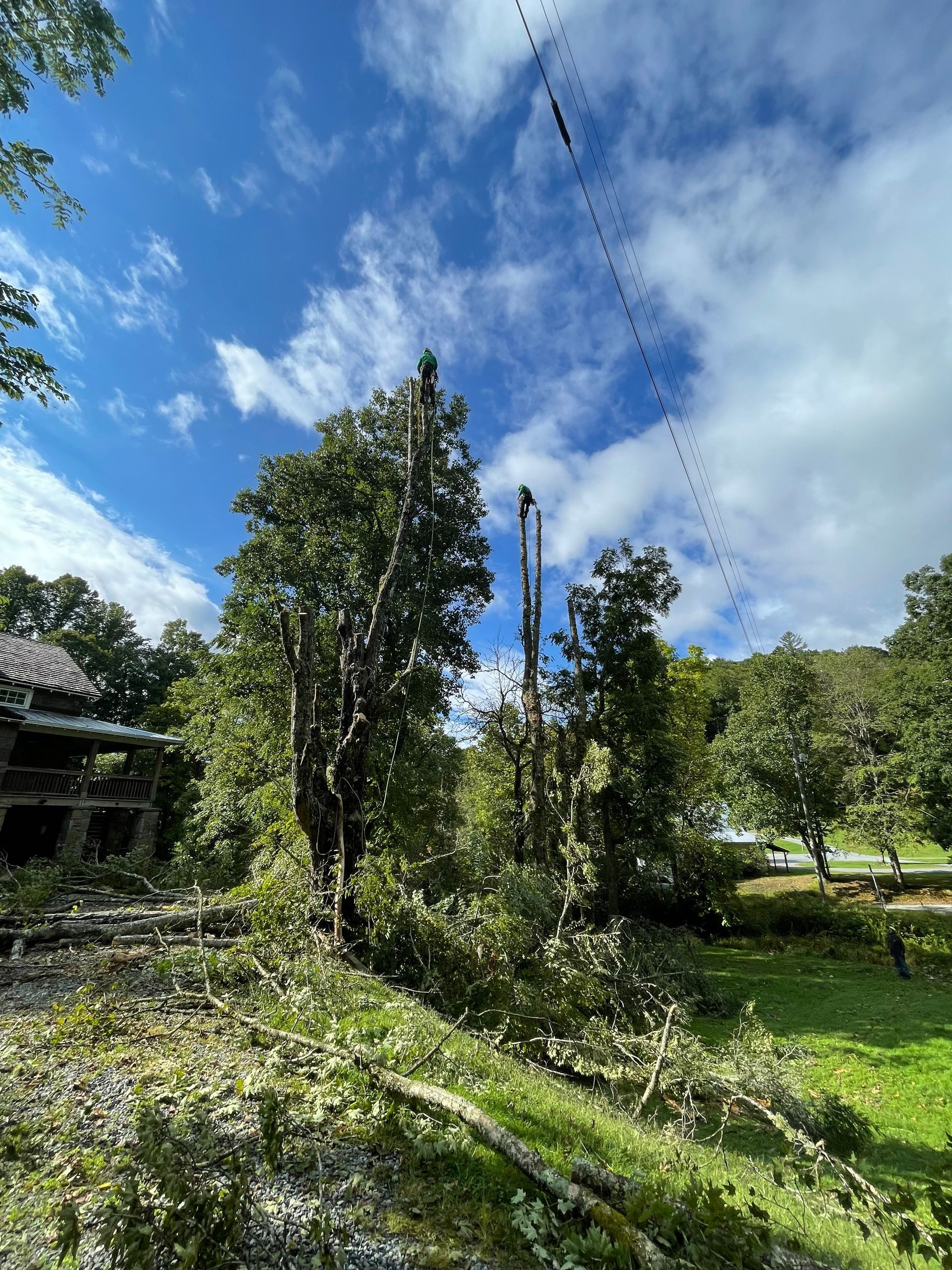 Tree Removal