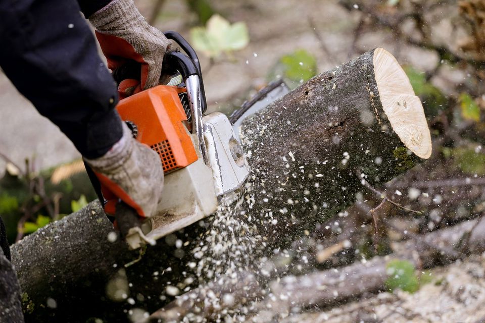 Removing A Dead Tree
