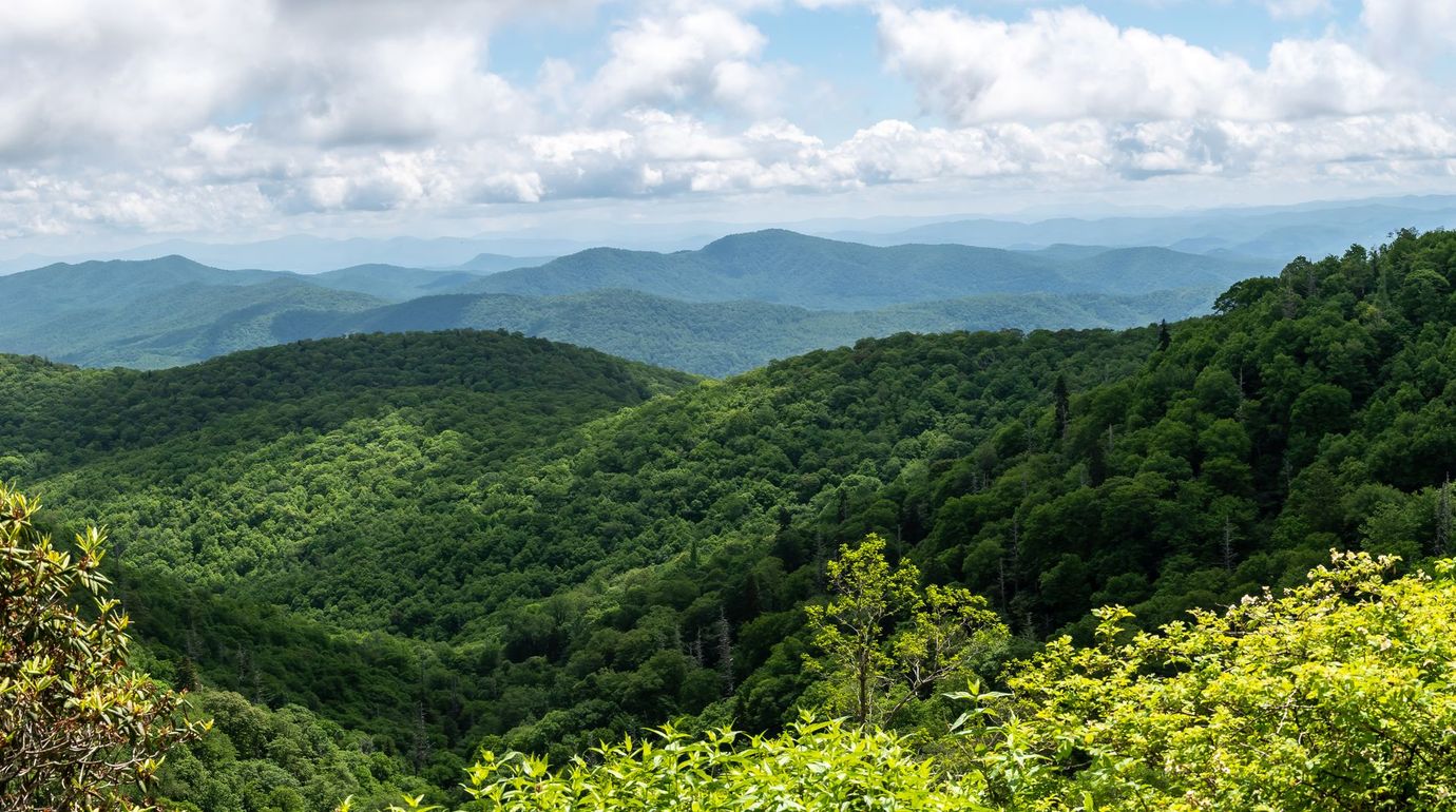 Boone Tree Service