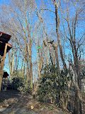 tree trimming boone nc
