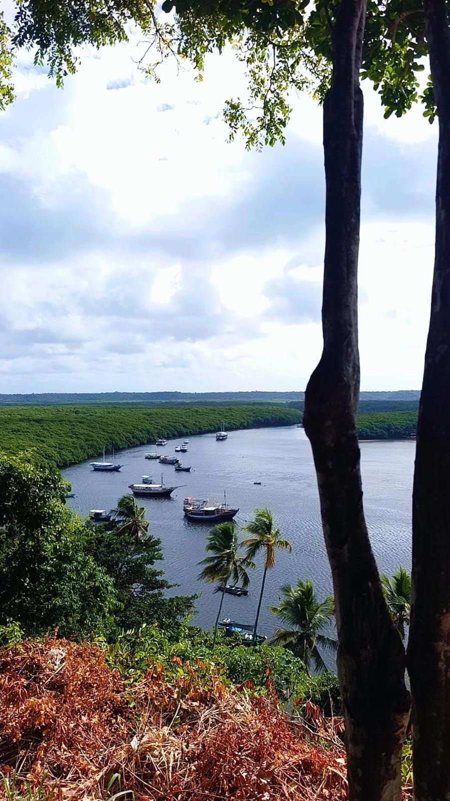 Rio serpenteando por uma densa floresta verde, visto de uma colina com barcos abaixo e uma árvore alta em primeiro plano.