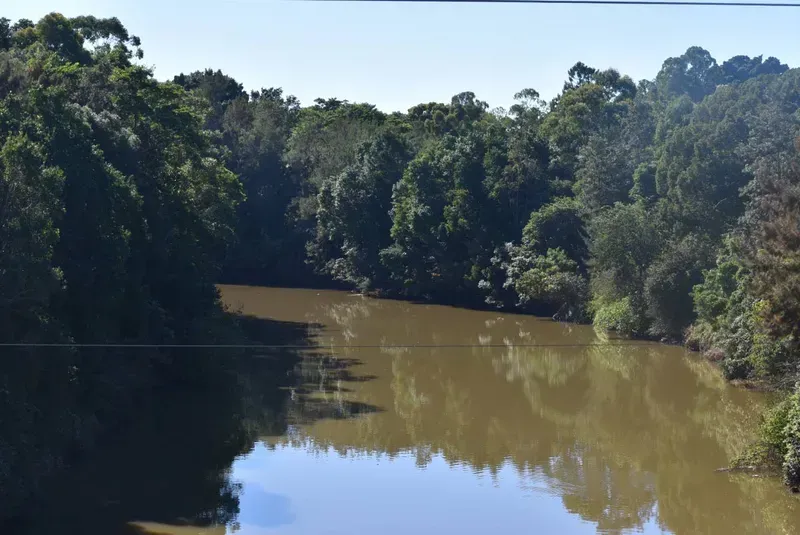 River Flowing Through a Lush Forest With Brown Water Reflecting the Trees — BlindDESIGN in Ballina, NSW