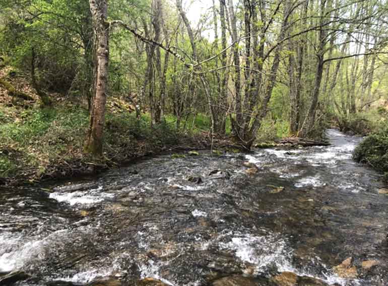 Un río que fluye a través de un bosque rodeado de árboles y rocas.