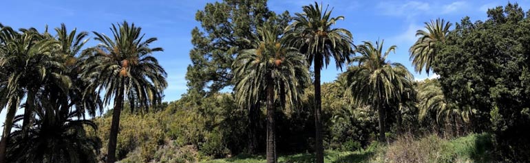 Una hilera de palmeras en un bosque con un cielo azul de fondo.