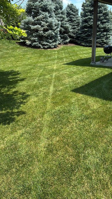 Green lawn with sunlit and shaded grass, evergreen trees, and a utility pole in a yard