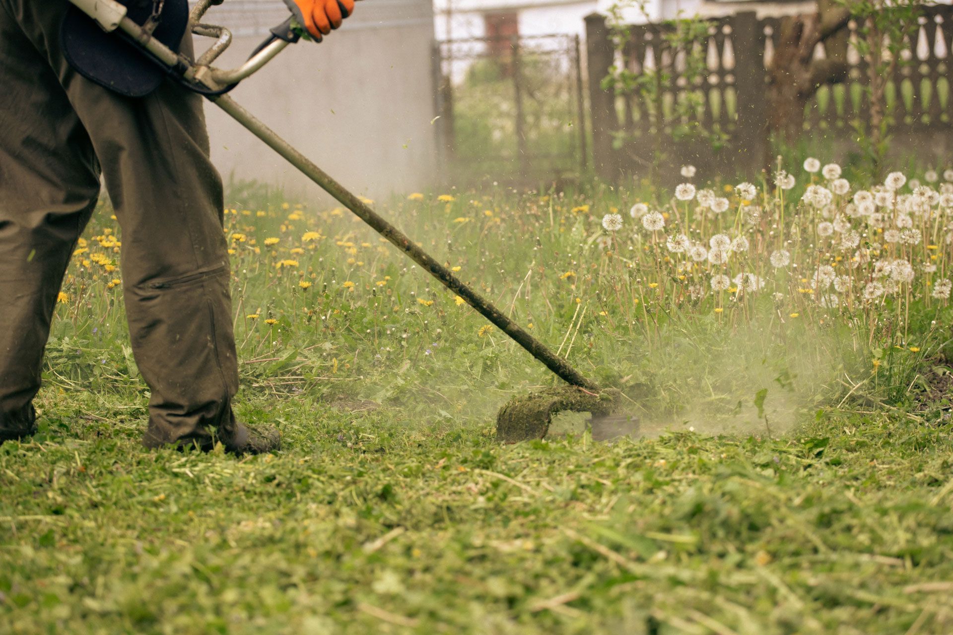 Person using a string trimmer to cut grass in a yard with dandelions and light spray.