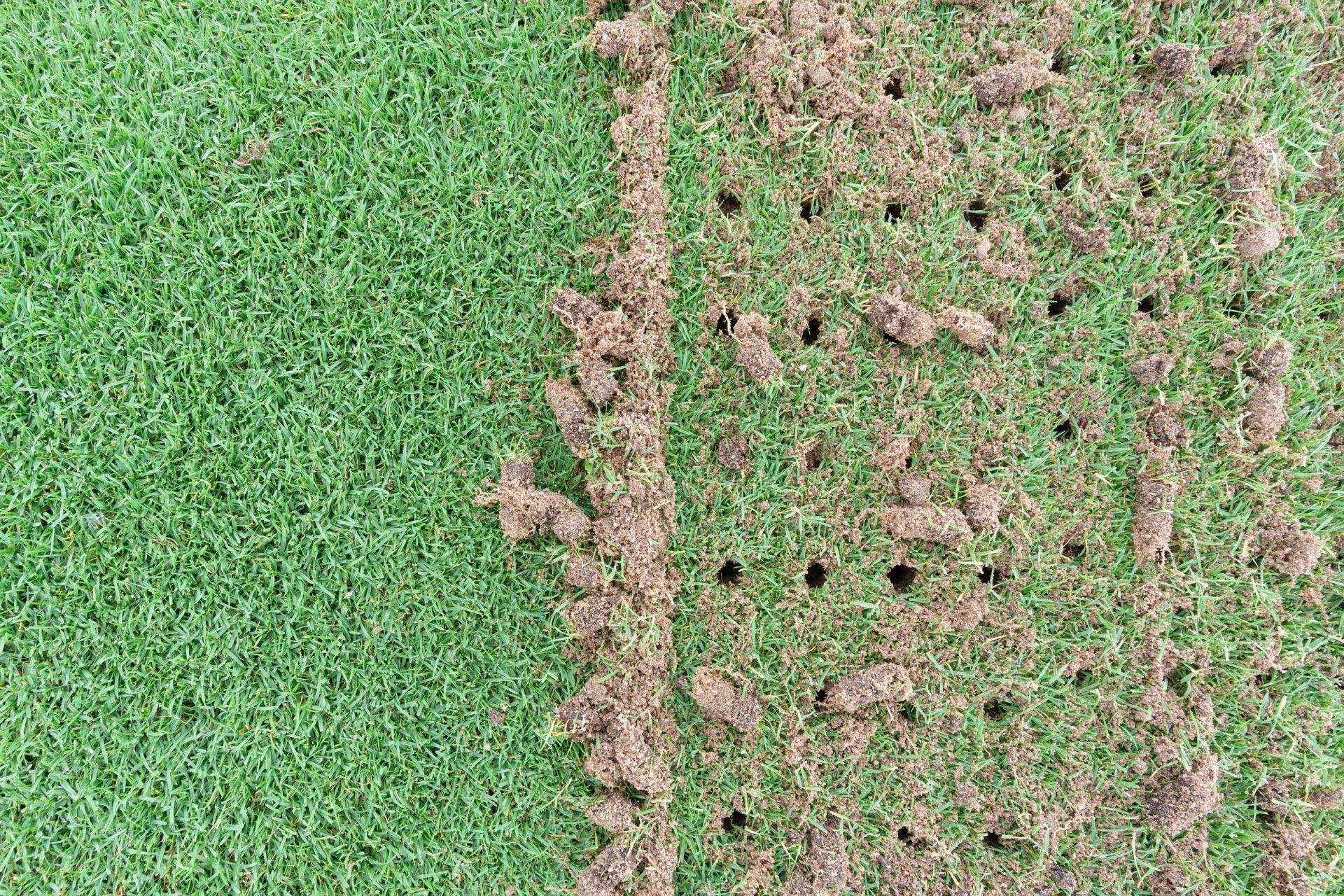 Green grass beside a damaged brown patch with bare spots and small holes