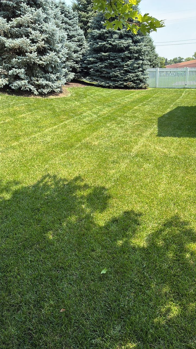 Sunny lawn with evergreen trees and a lake in the background