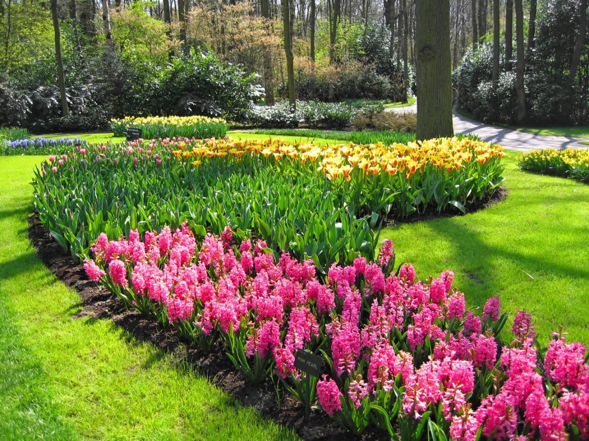 Rows of pink, green, and yellow flowers in a sunny garden with green grass.