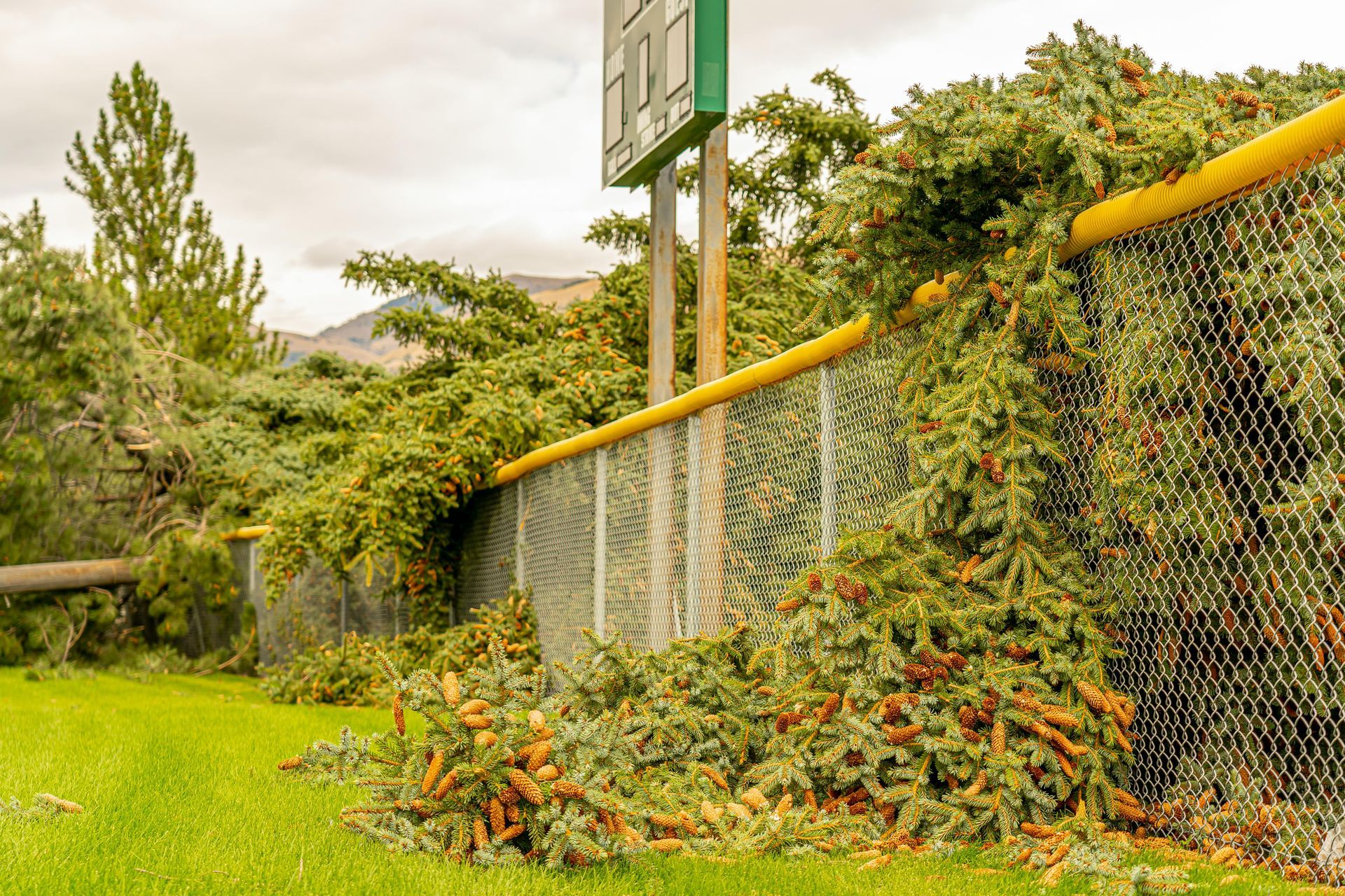 chain link fence company Raleigh NC