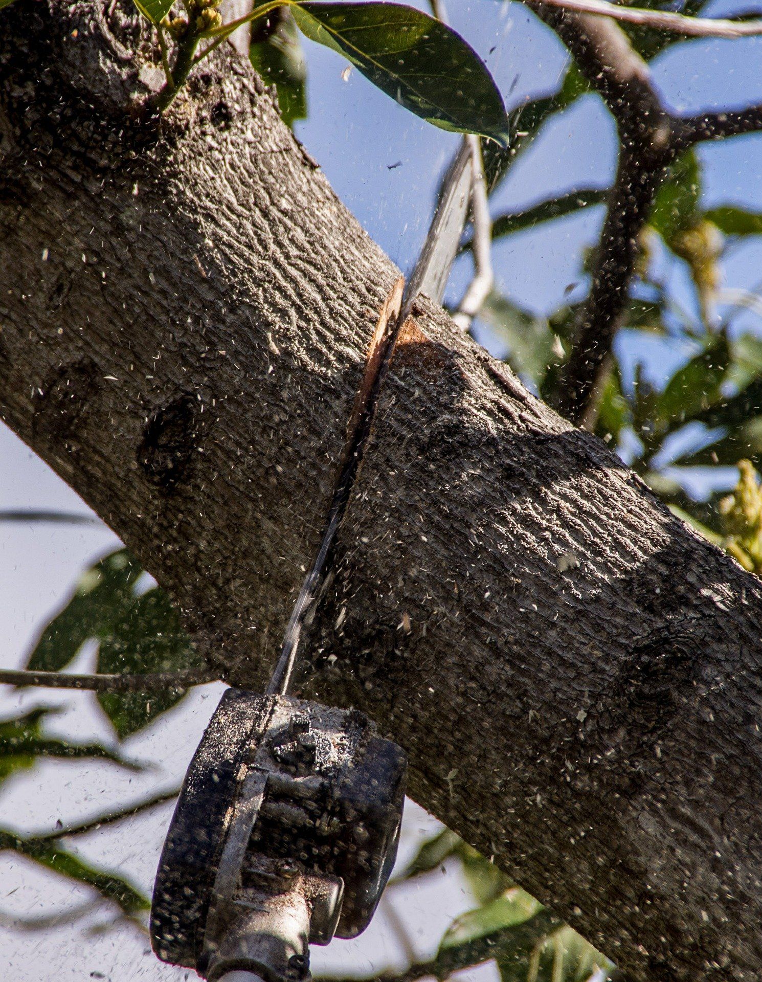 picture of a chainsaw cutting large tree branch