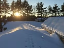Snow-covered driveway and yard at sunset, with tall trees silhouetted in the background.