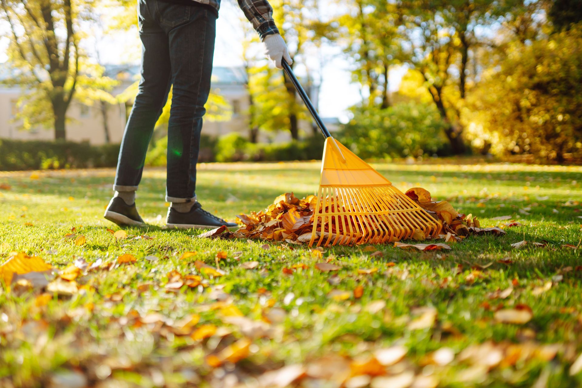 Person raking autumn leaves in a sunlit park with a yellow rake