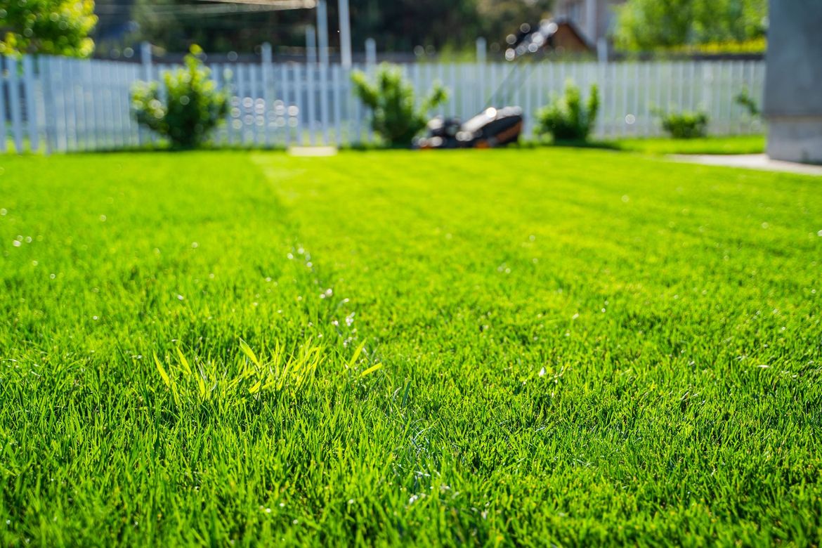 Lush green lawn in a sunny yard with a blurred fence and house in the background