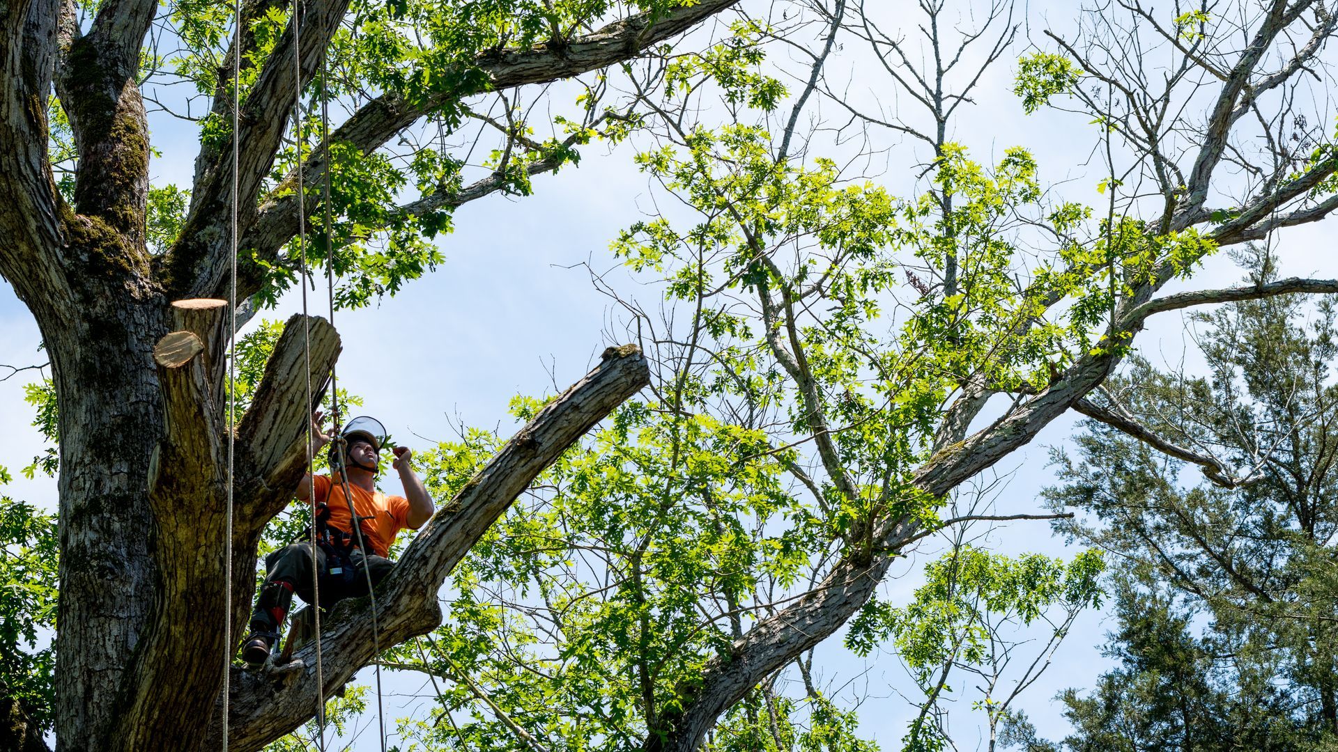 Worker in orange safety gear trimming a tree branch high in a leafy park