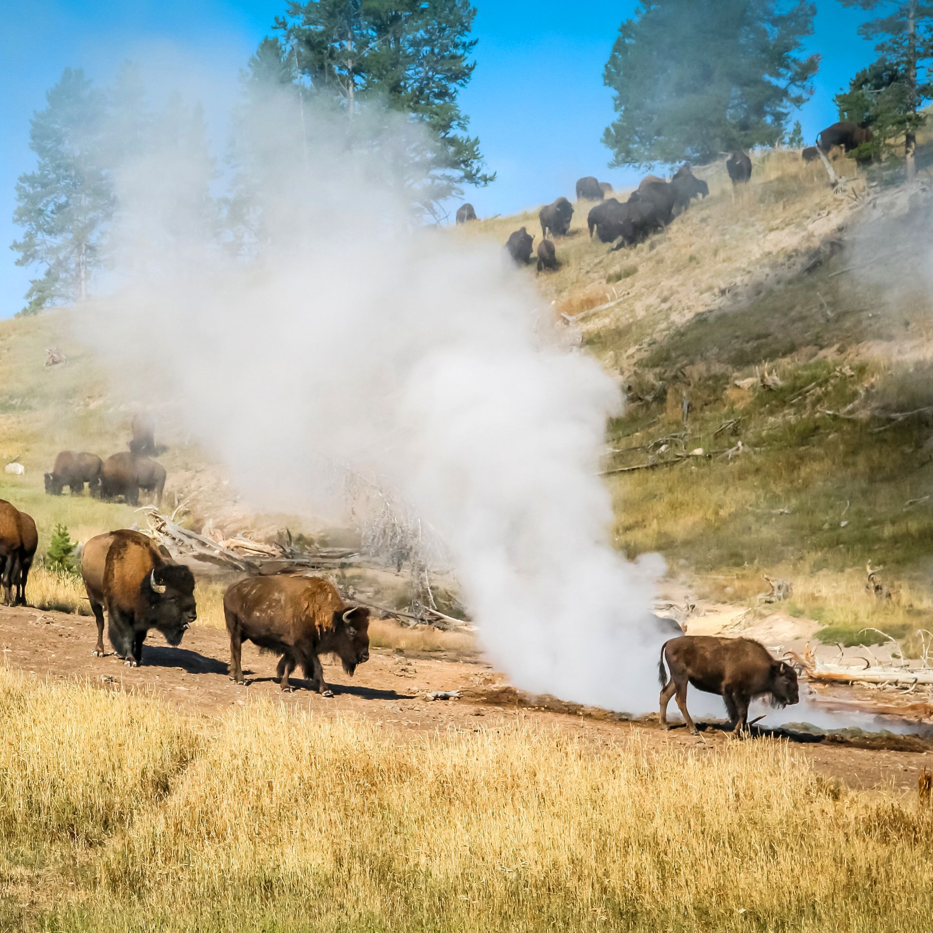 Hayden Valley, Yellowstone A herd of bison pass near a thermal feature in the Hayden Valley of Yellowstone National Park.