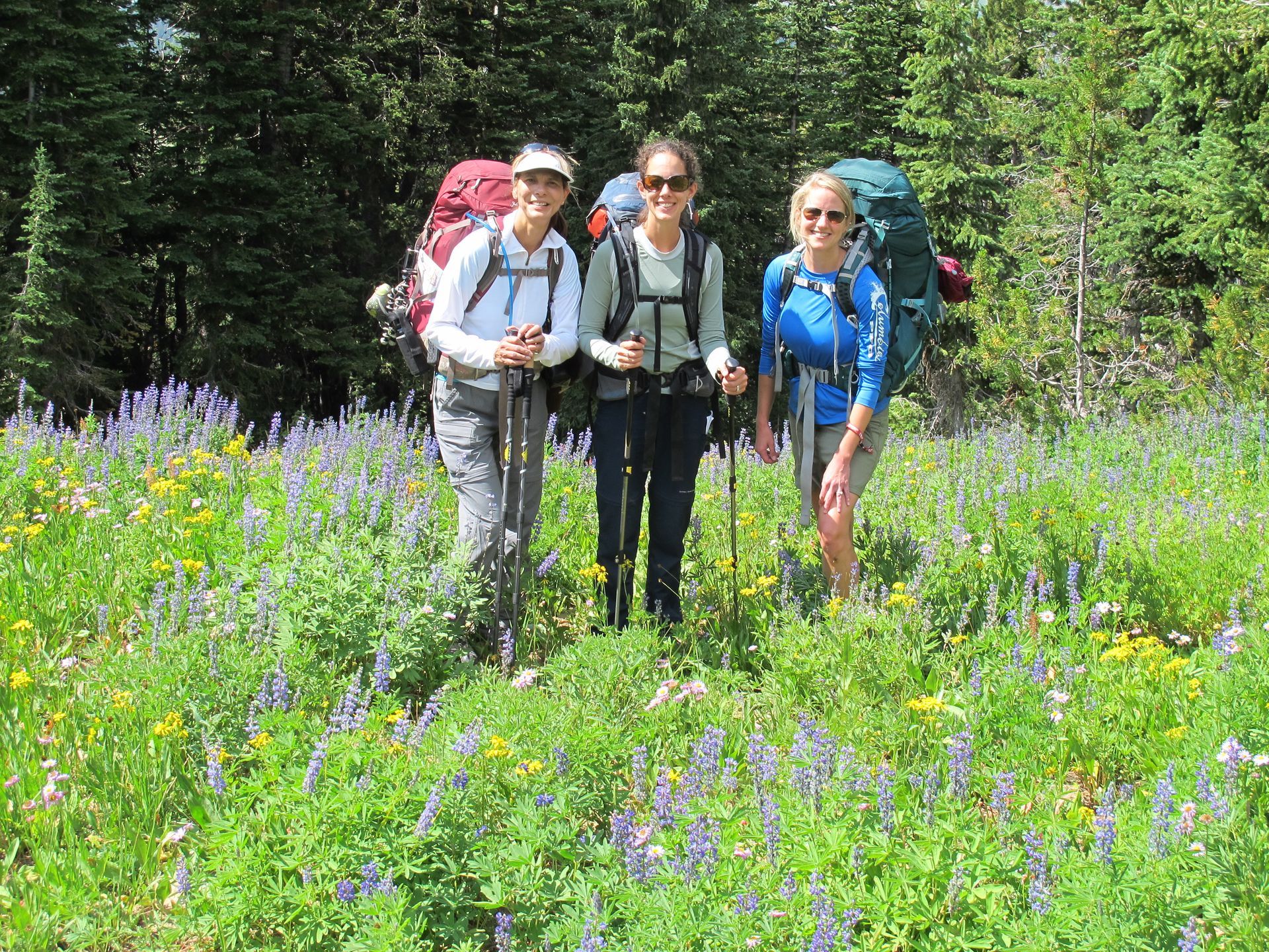 During the summer an abundance of wildflowers flank the trails in Yellowstone.