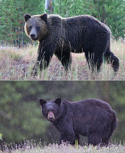 Bear Identification This photograph illustrates how to identify the differences between a grizzly bear and a black bear.