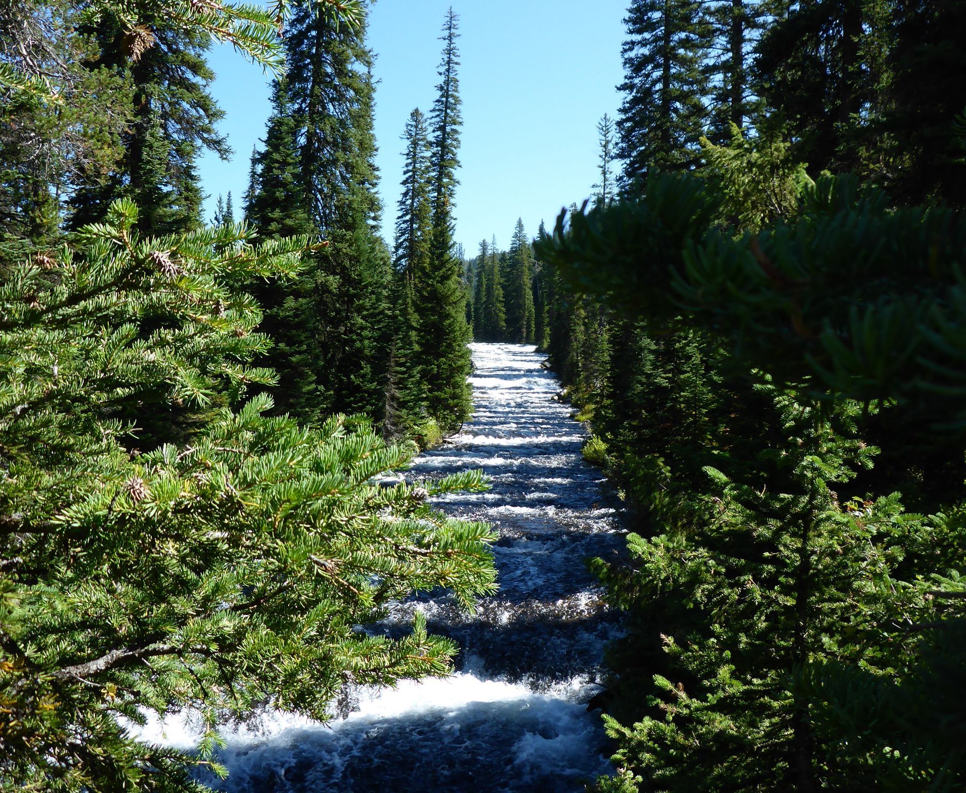 The Bechler River bubbles and bounces over a series of small ledges as it makes a gradual descent through the lush pine forests of the Bechler Canyon.
