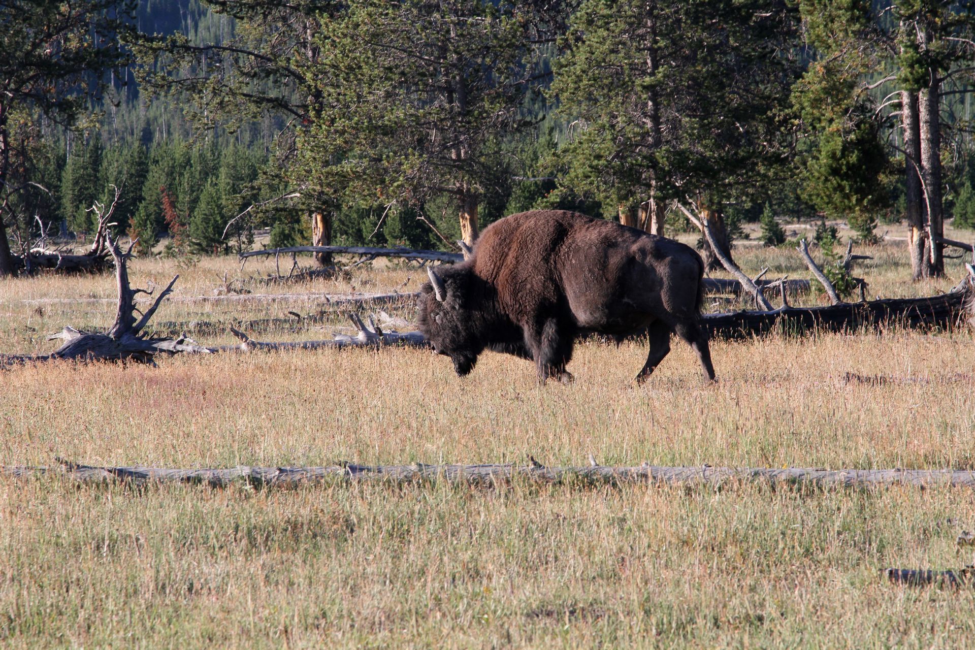 A lone bison wanders past a campsite near midway geyser basin, Yellowstone National Park.
