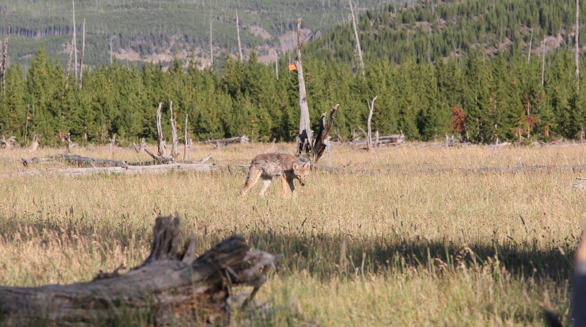 A coyote warily paces near a campsite in the Yellowstone backcountry.