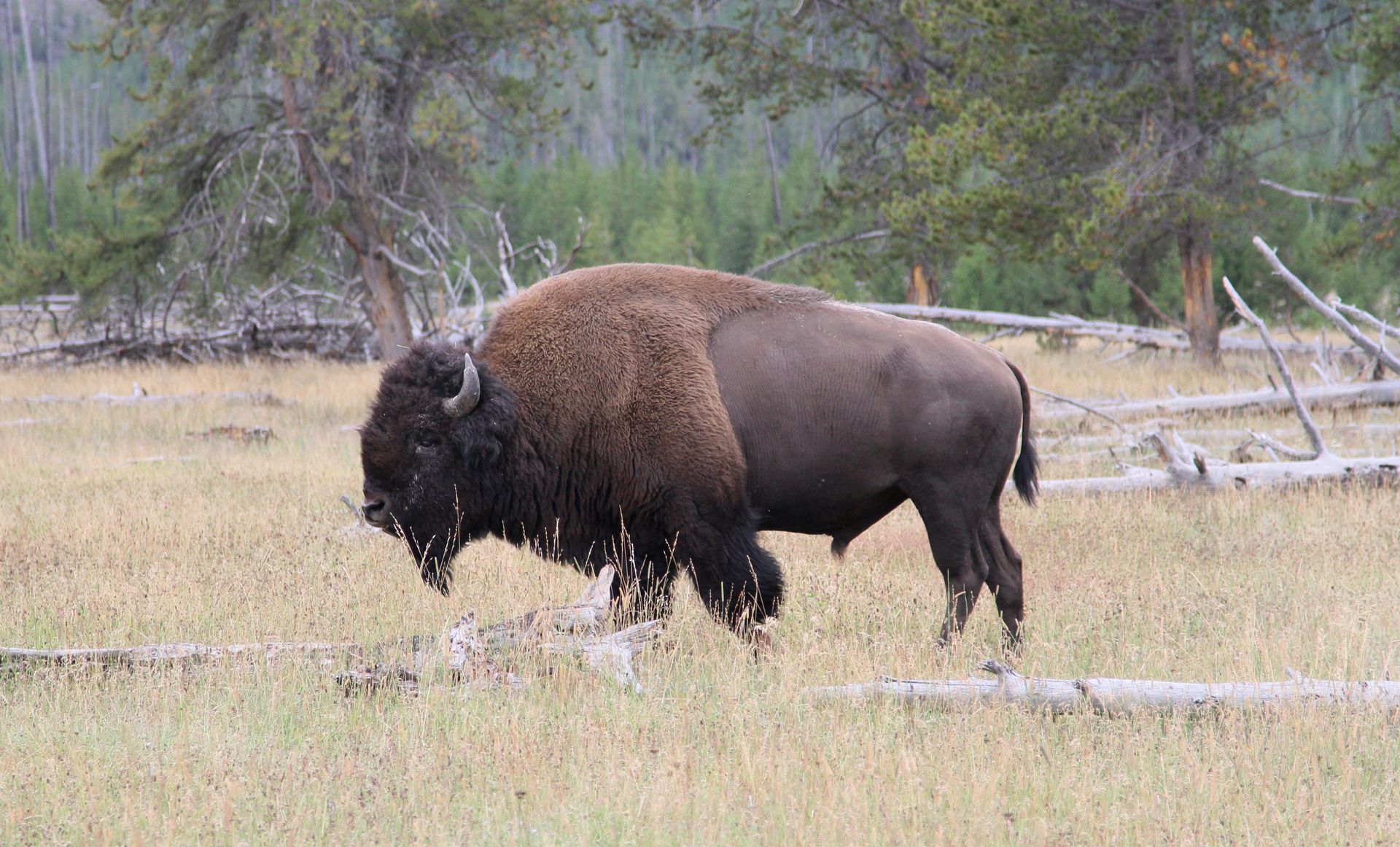 Fred the bison Yellowstone bison