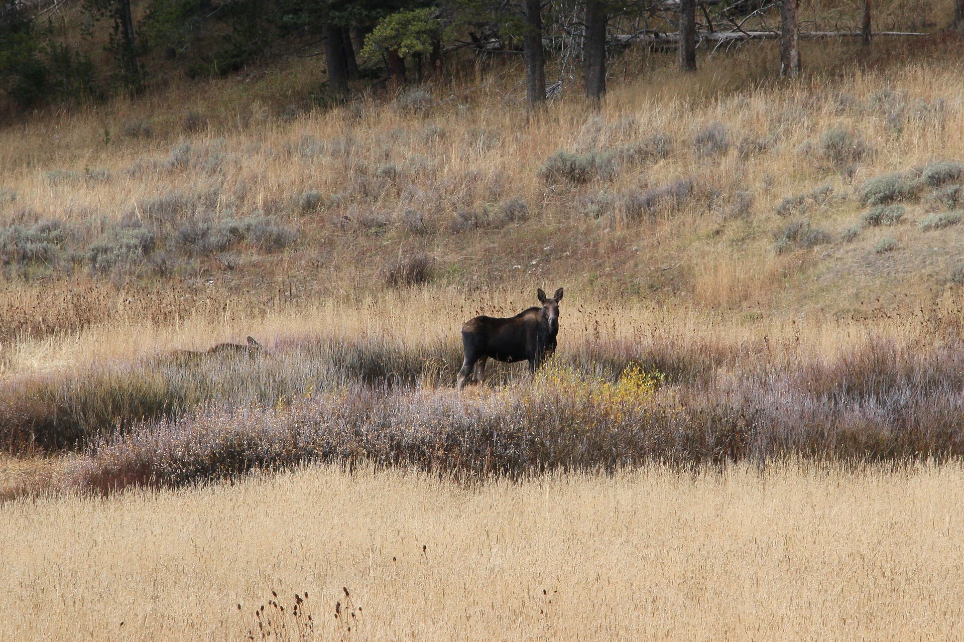 A moose and calf move among the willows near Fawn Creek.