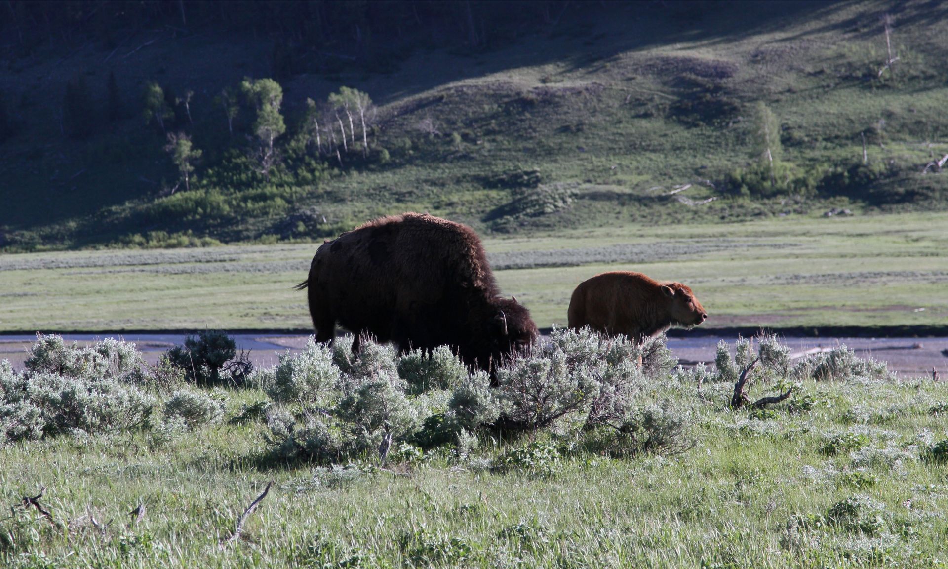 A bison and her calf grazing in the Lamar Valley.