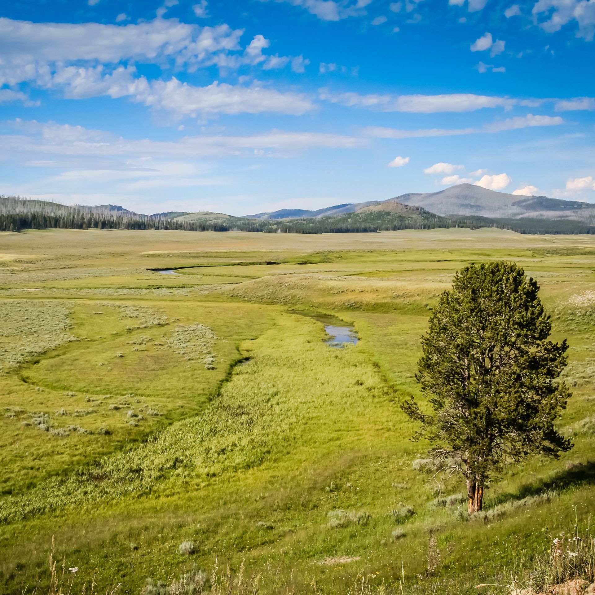 Pelican Valley Trail, Yellowstone A family backpacking the Cache Creek Trail in Yellowstone
